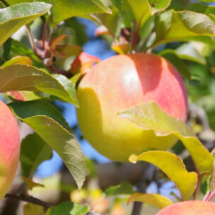 子供でも安心して美味しく食べられる