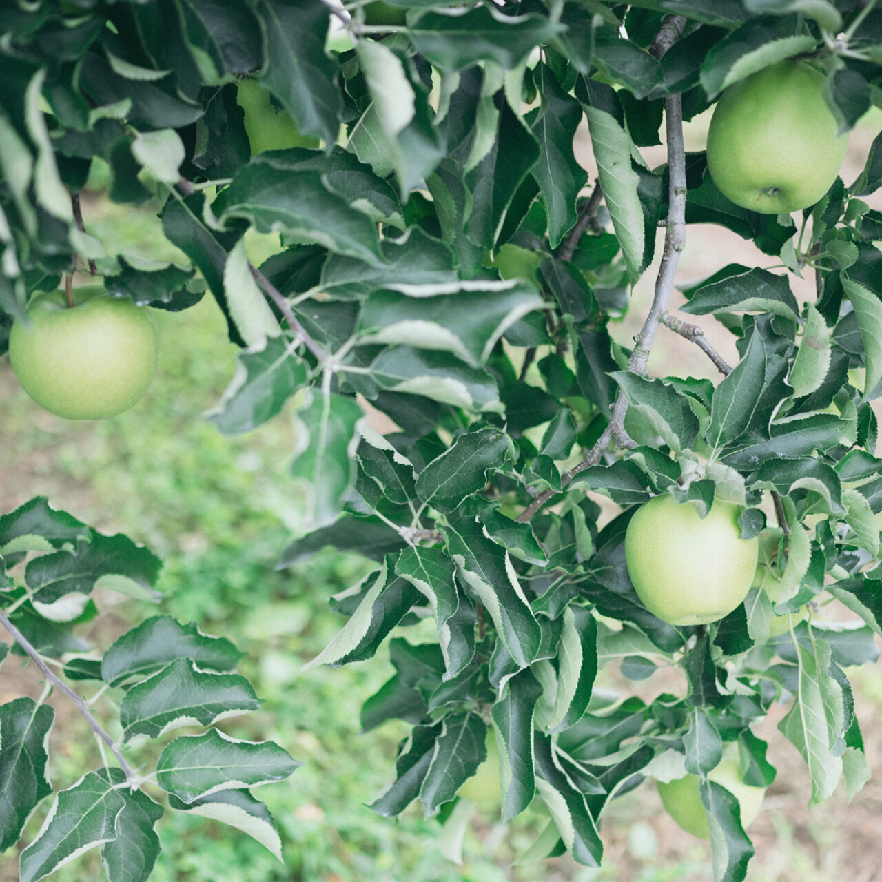 志賀高原の自然が育む果樹園 | Orcafarm