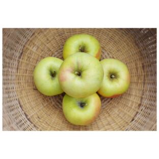 ぐんま名月 １０ｋｇ