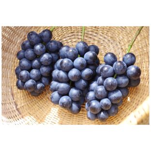 ナガノパープル２～４房（１．５ｋｇ以上）