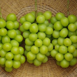 シャインマスカット＋クイーンニーナ５～８房（３．０ｋｇ以上）