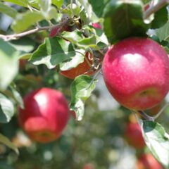 紅玉の予約注文開始