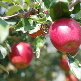 紅玉の予約注文開始