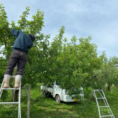 美味しいりんごが食べたい。摘果作業。