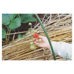 家庭菜園で苺を収穫