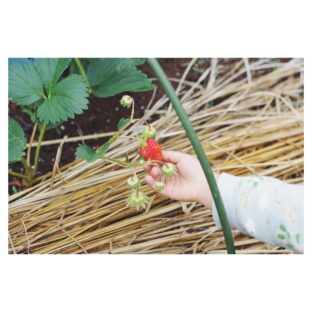 家庭菜園で苺を収穫