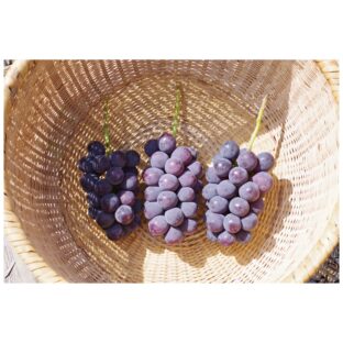 種なし巨峰 ５～８房（３．０ｋｇ以上）