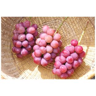 クイーンニーナ ３～４房（１．５ｋｇ以上）