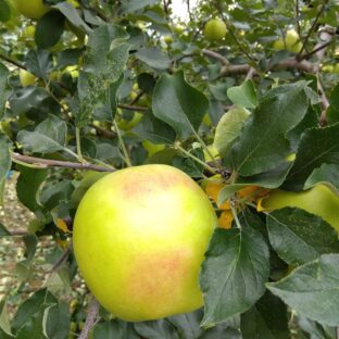 りんごってなんで赤くなるの？