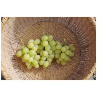 天山２～３房（１．０ｋｇ以上）